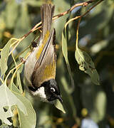 Black-headed Honeyeater