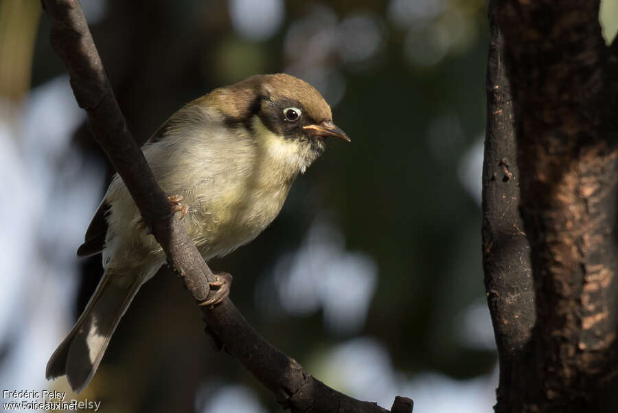 Black-headed Honeyeaterjuvenile