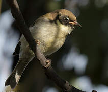 Black-headed Honeyeater