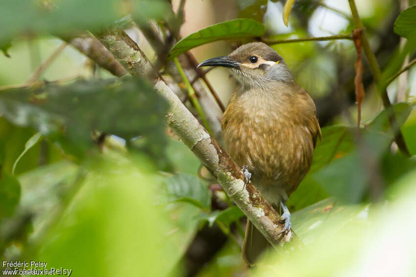 Tawny-breasted Honeyeateradult