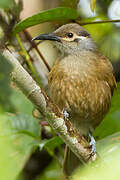 Tawny-breasted Honeyeater