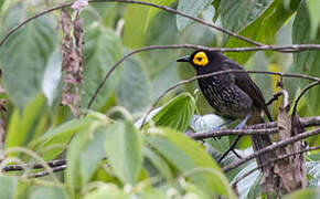 Arfak Honeyeater