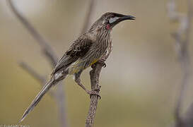 Red Wattlebird