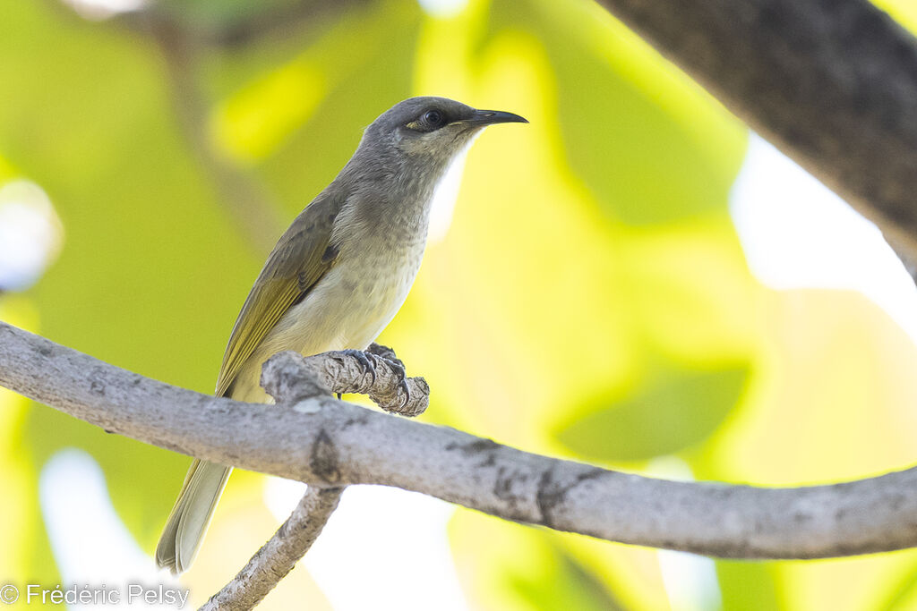 Brown Honeyeater