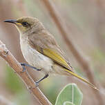 Méliphage brunâtre