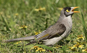 Noisy Miner