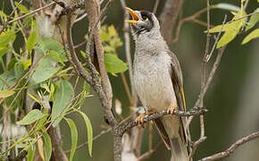 Noisy Miner