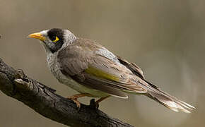 Noisy Miner