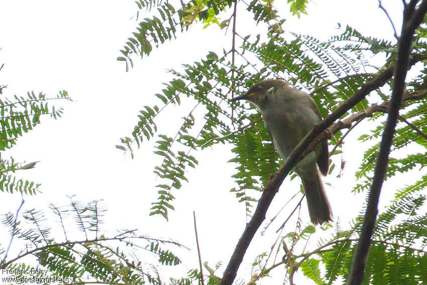 Scrub Honeyeater