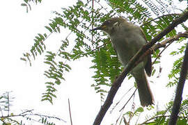 Scrub Honeyeater