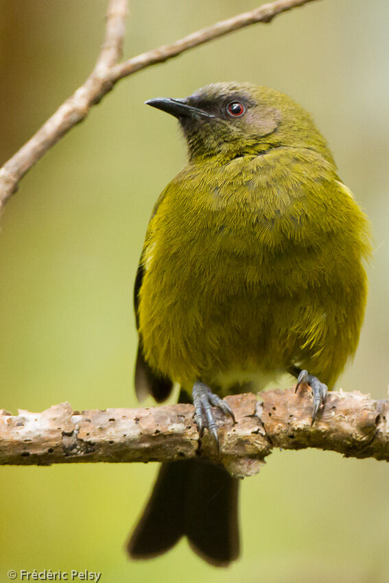 New Zealand Bellbird