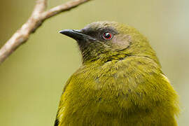 New Zealand Bellbird