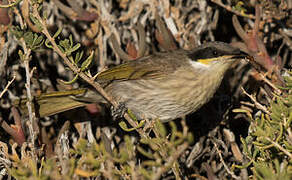 Singing Honeyeater