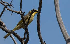 Yellow-tufted Honeyeater