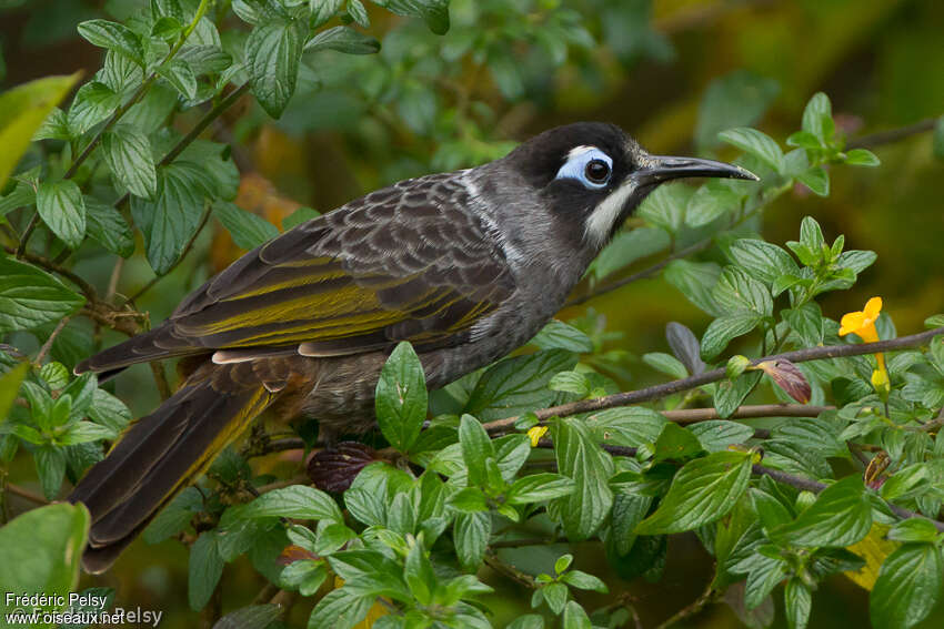 Belford's Melidectesadult, identification