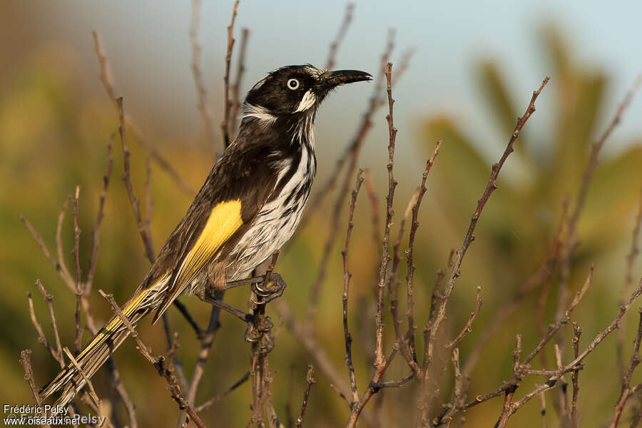 New Holland Honeyeateradult, identification