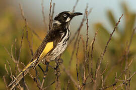 New Holland Honeyeater