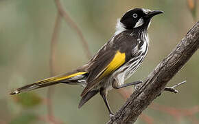 New Holland Honeyeater