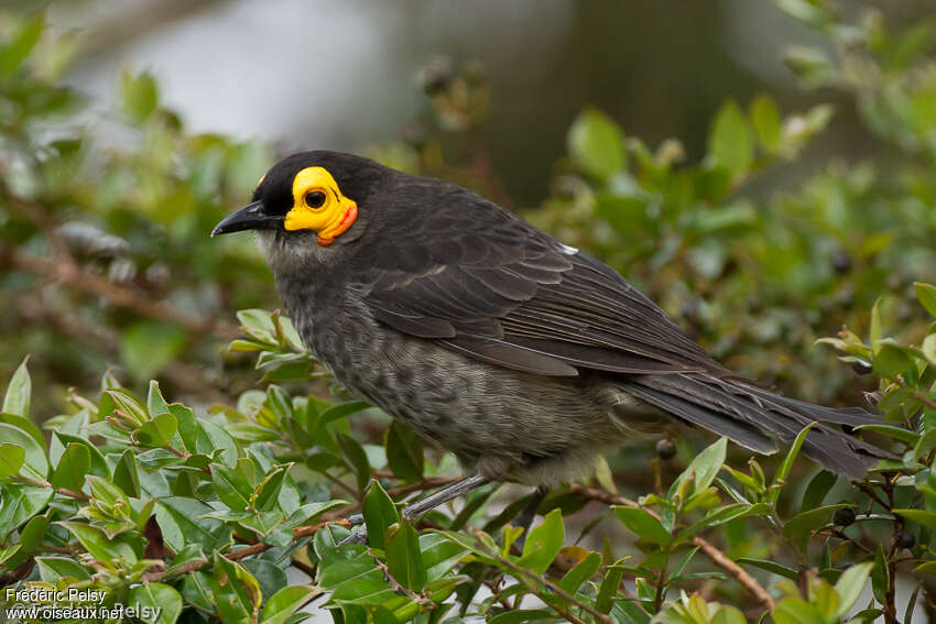 Common Smoky Honeyeateradult, identification