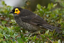 Common Smoky Honeyeater