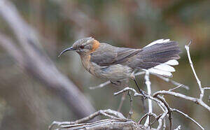 Méliphage festonné