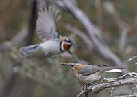 Méliphage festonné