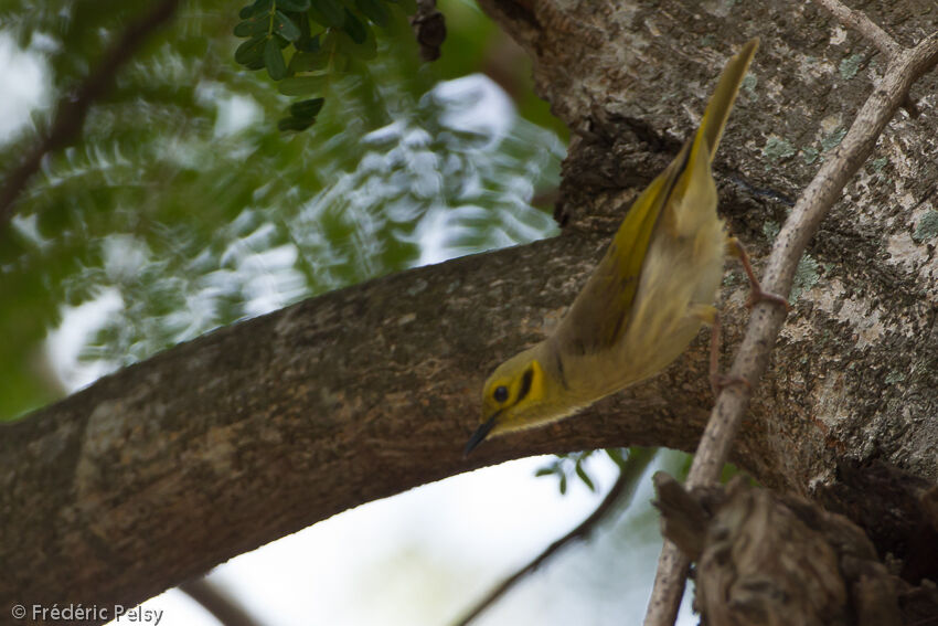 Yellow-tinted Honeyeateradult