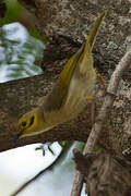 Yellow-tinted Honeyeater