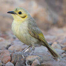 Méliphage flavescent