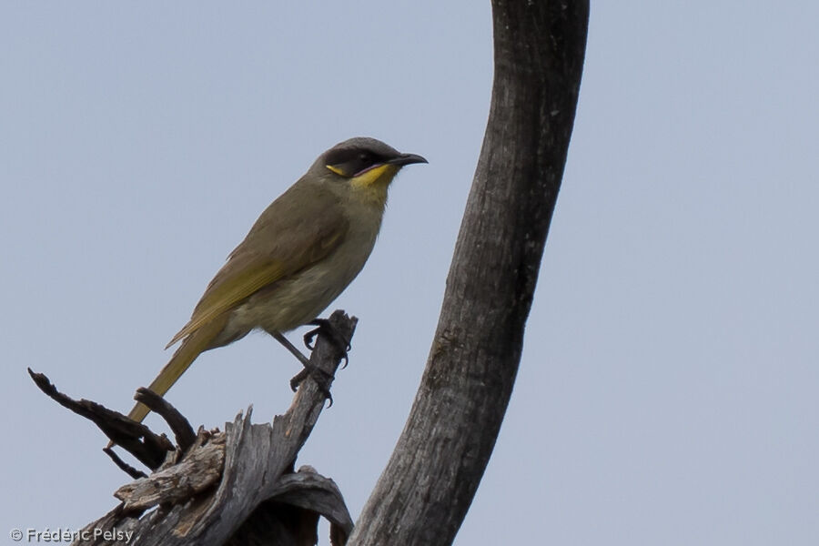 Purple-gaped Honeyeater