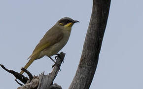 Purple-gaped Honeyeater