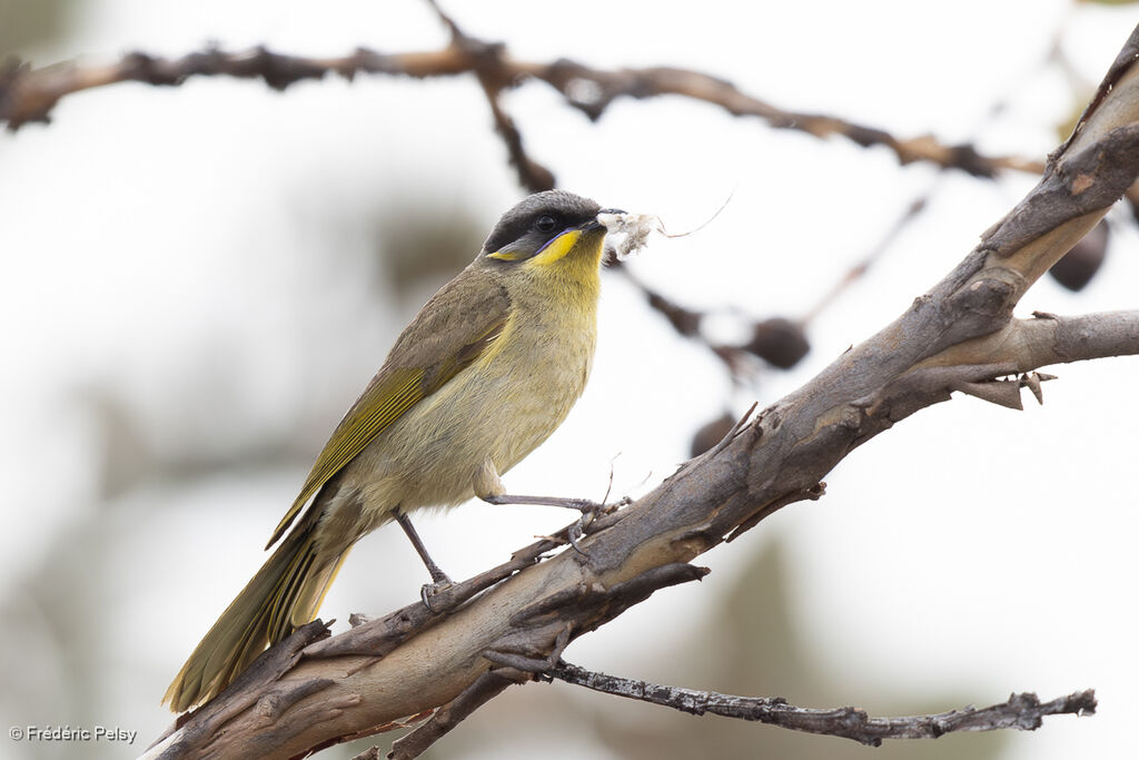 Purple-gaped Honeyeater