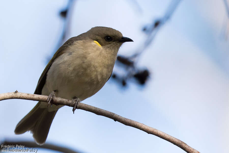 Fuscous Honeyeater