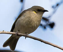 Fuscous Honeyeater