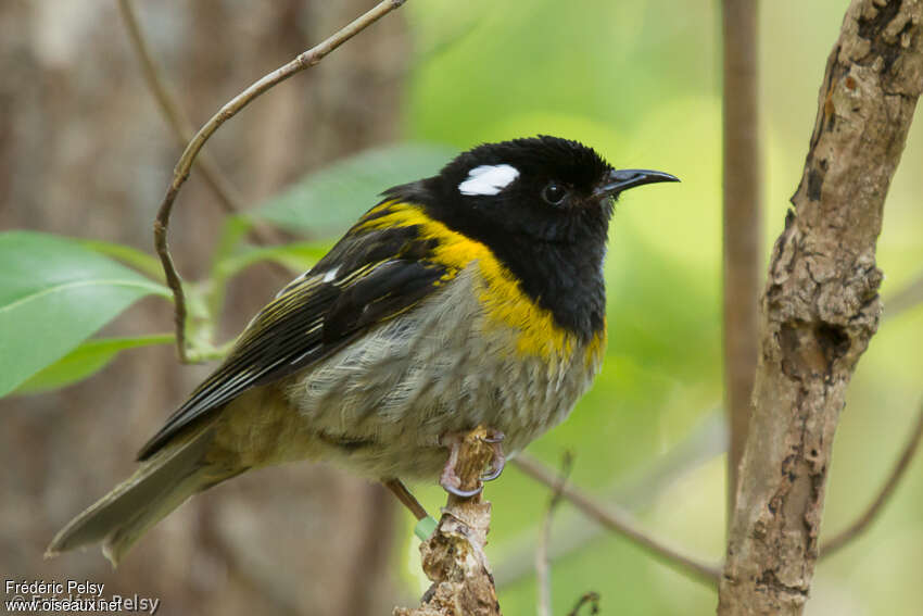 Stitchbird male adult, identification