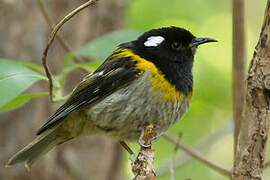 Stitchbird