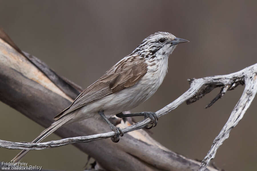 Striped Honeyeater, identification