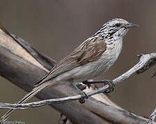 Striped Honeyeater