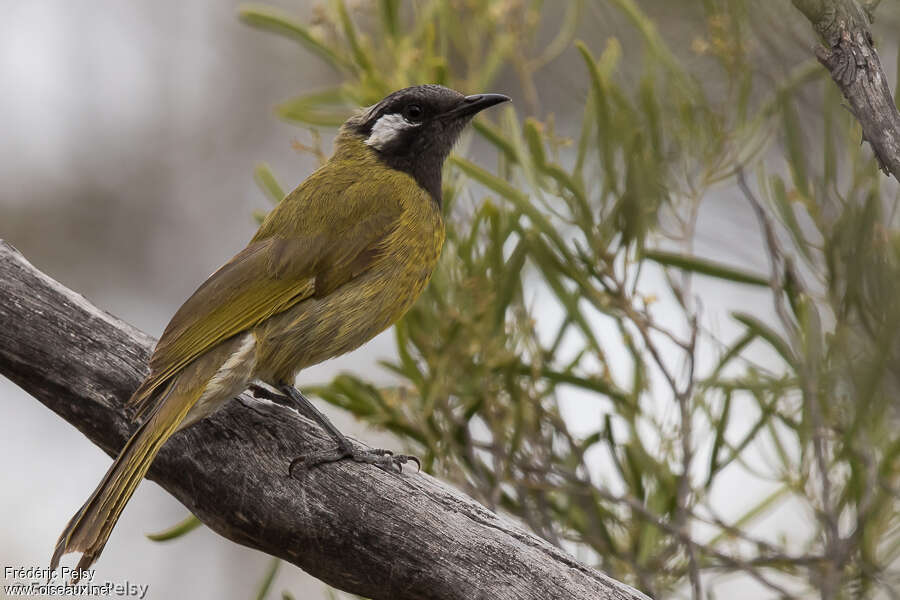 White-eared Honeyeateradult, identification