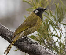 White-eared Honeyeater