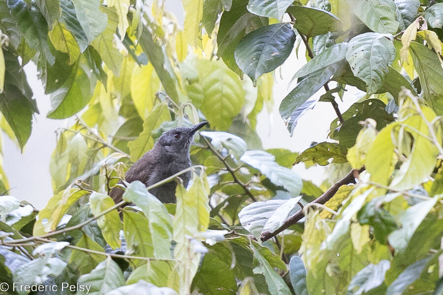 Marbled Honeyeater