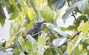 Marbled Honeyeater