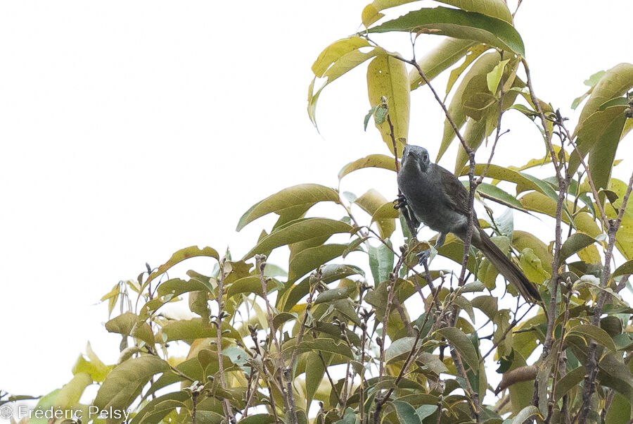 Marbled Honeyeater