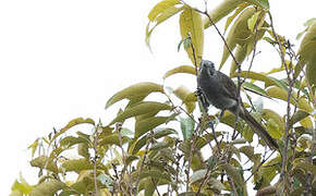 Marbled Honeyeater