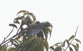 Marbled Honeyeater