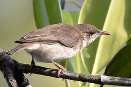 Brown-backed Honeyeater