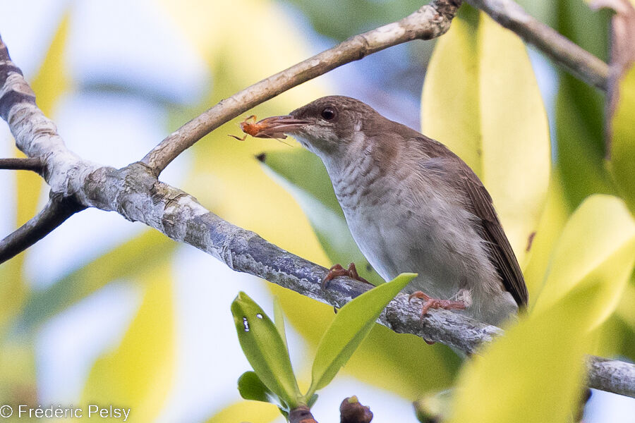 Brown-backed Honeyeater