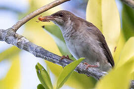 Brown-backed Honeyeater