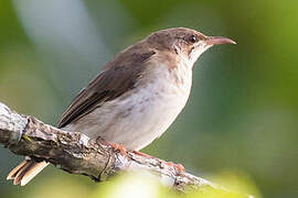 Brown-backed Honeyeater