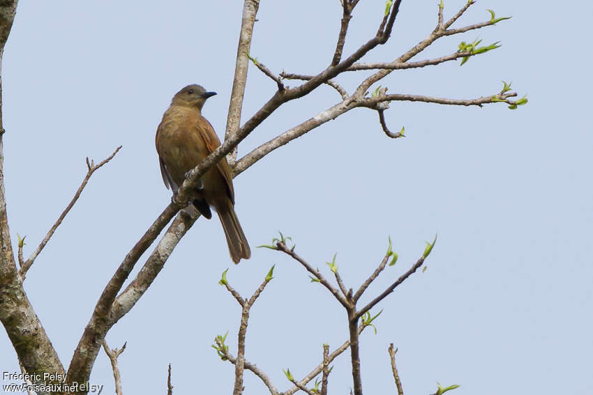 Plain Honeyeater